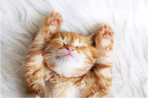 刘渡舟失眠秘方,刘渡舟失眠案例