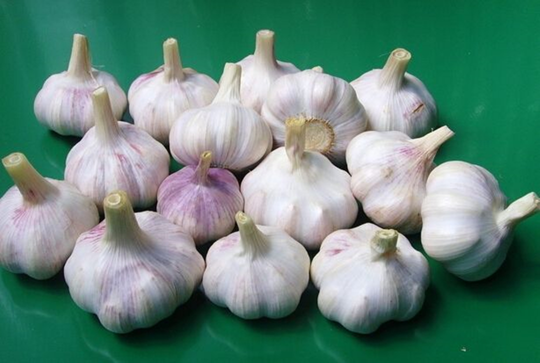 山东大蒜之乡哪一个县,山东的大蒜之乡