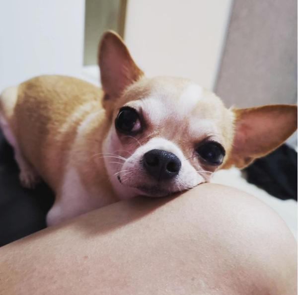 吉娃娃被气坏的视频,吉娃娃被气坏视频