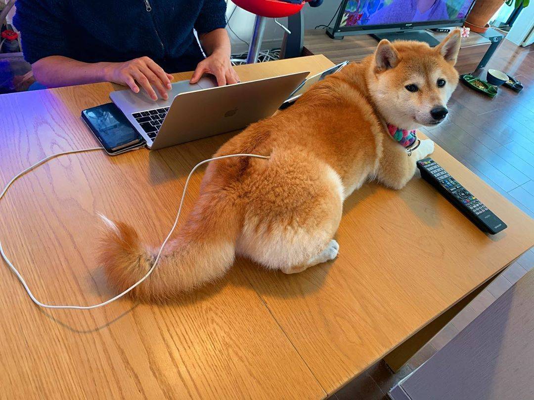 柴犬购买需要注意事项,分享购买柴犬的一些心得