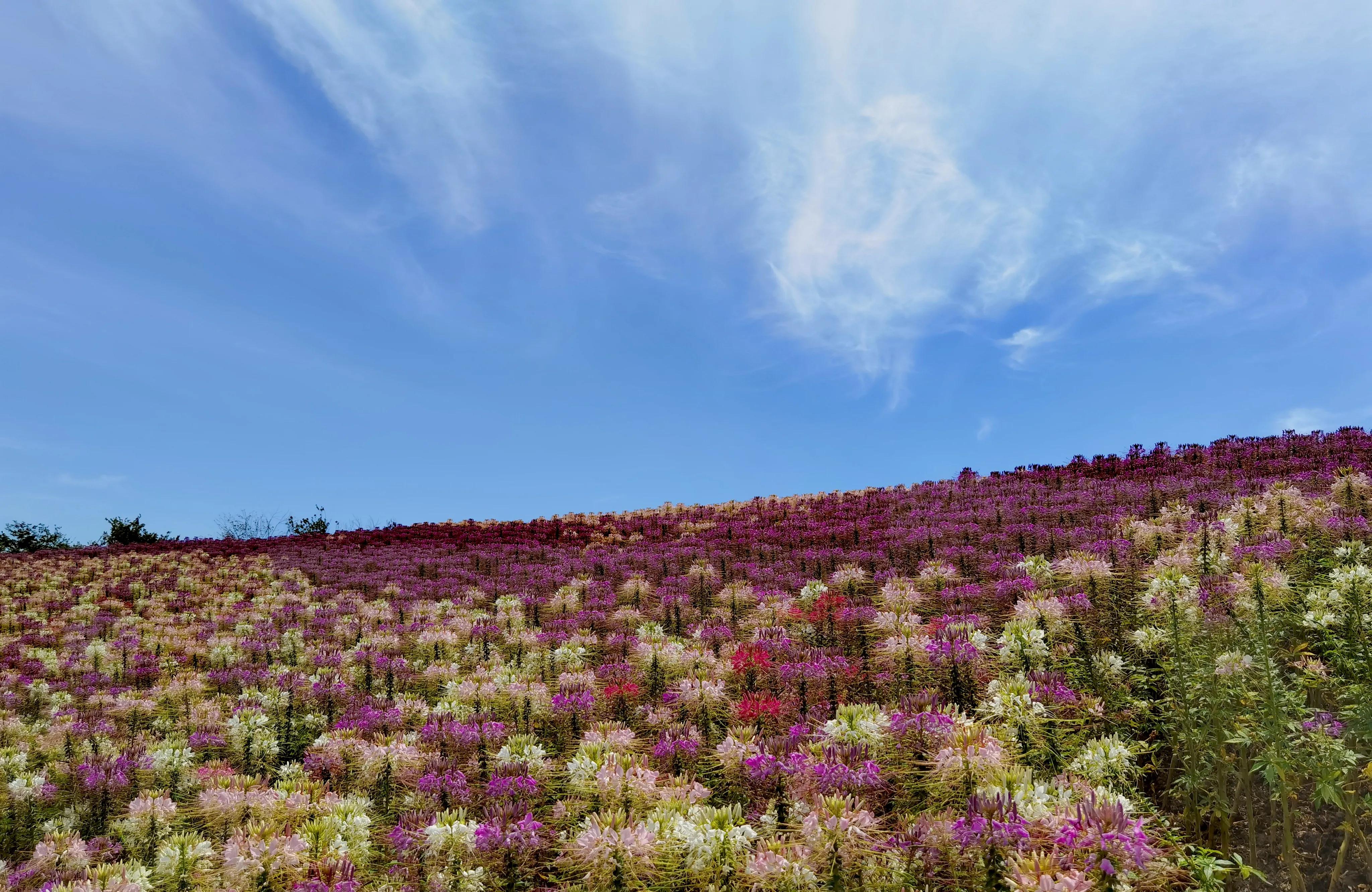 关于崇明花博会,崇明花博会全程花景