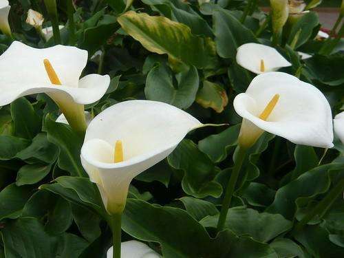 马蹄莲的花期管理要点有哪些方面,马蹄莲一年四季如何养护