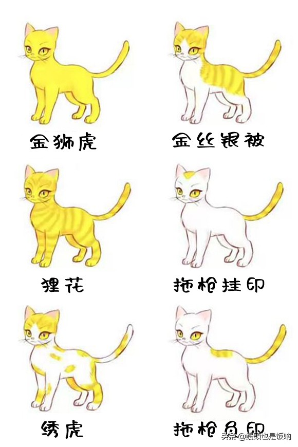 临清狮子猫饲养方法,狮子猫饲养的注意事项