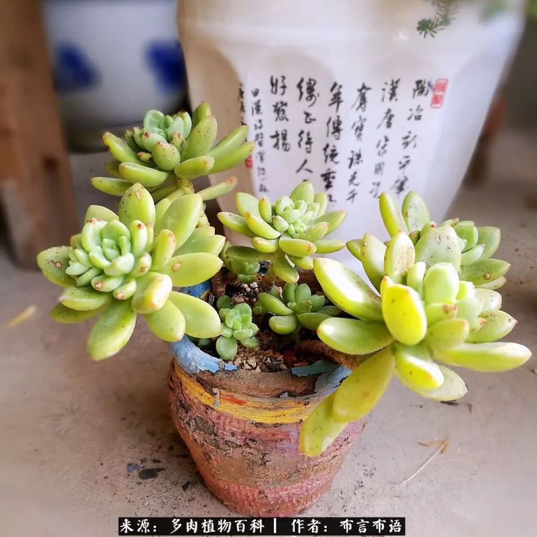 多肉的真实生活感悟,多肉的生活感悟