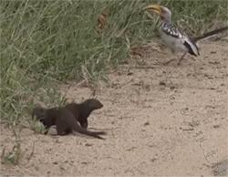 搞笑一刻网友对比美版M记大杯可乐与日本大杯可乐的容量差距