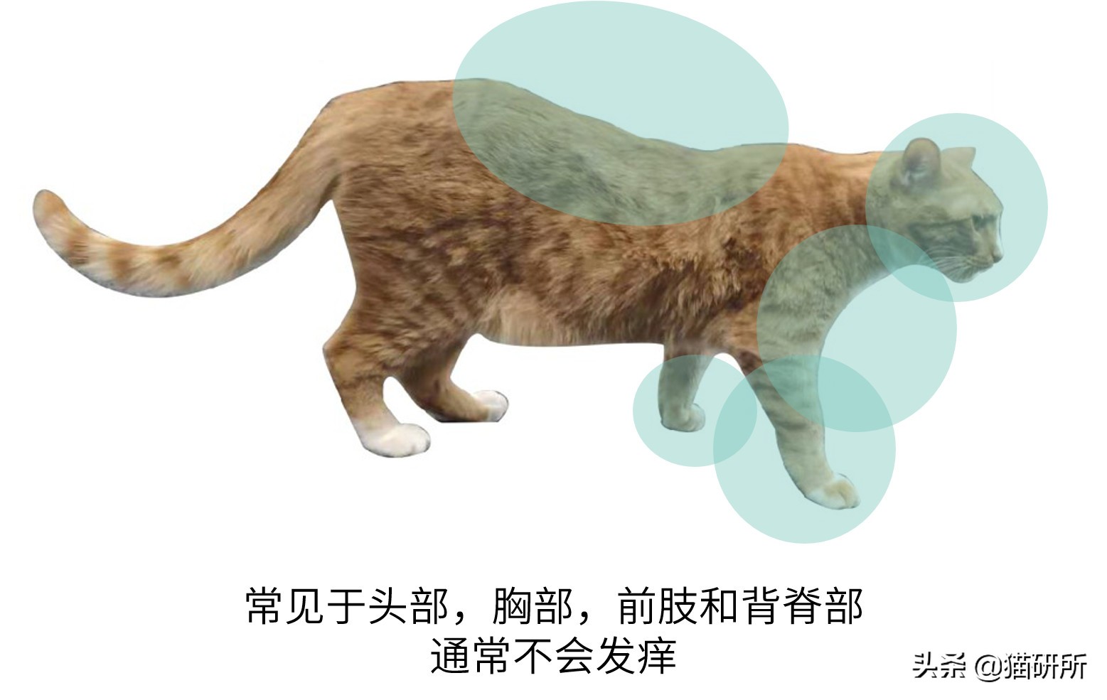 猫癣最全的药物治疗方法,如何快速的治愈猫癣