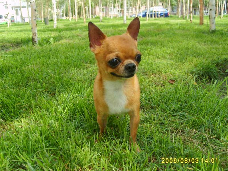 名犬排行榜前十名图片,名犬排行榜