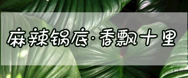 重庆正宗的美蛙鱼头火锅底,确认过眼神这就是你最爱的美食