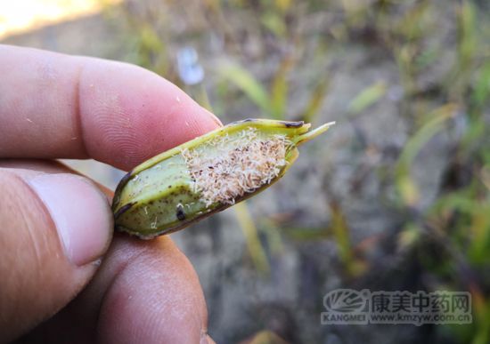 种植白芨一亩需要多少成本,种植白芨一百亩大概需要多少成本