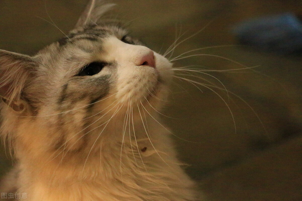 母兔发情有什么症状,母鸽发情是什么症状