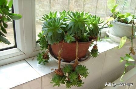 观音莲徒长了穿长裙子怎么办,观音莲是不是特别容易爆盆