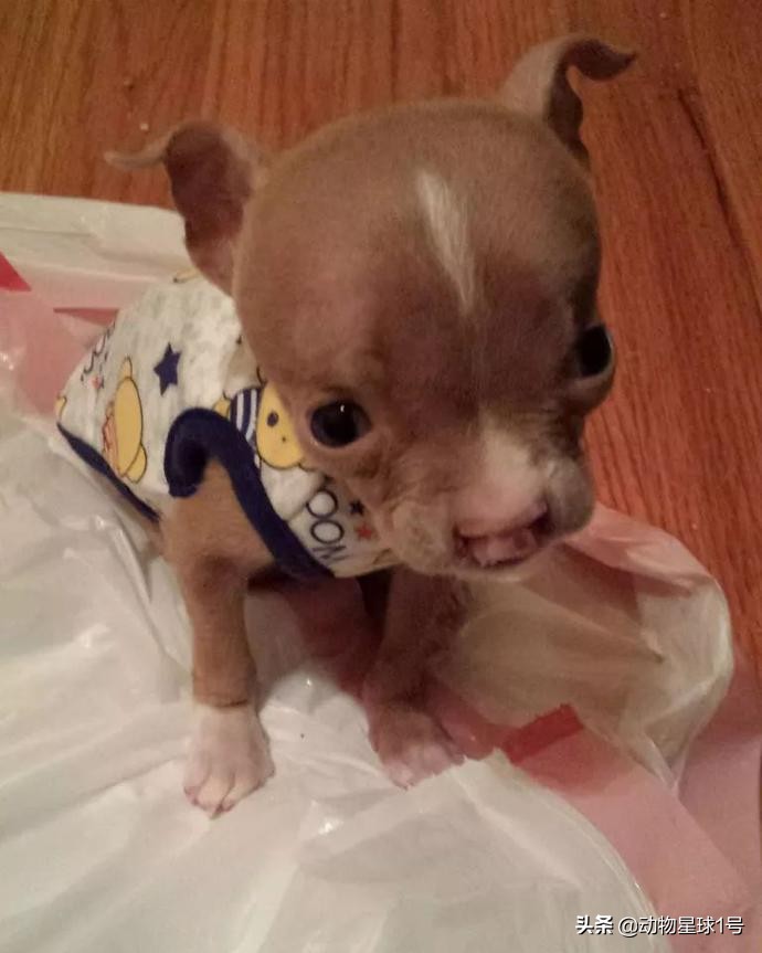 唇腭裂的小狗,唇裂小狗修复了可以养活吗