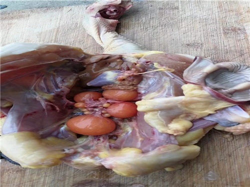 多肉哥农庄日记第21篇：培训结束，收获满满。