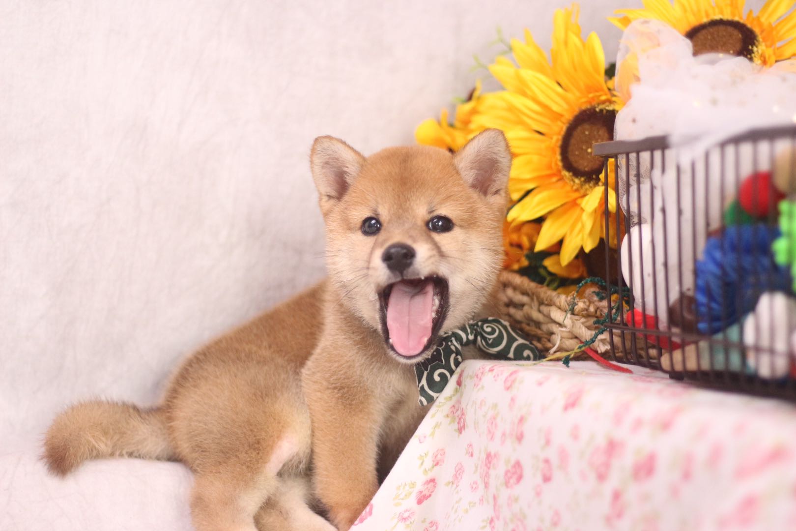 1688上批发几千件1块多钱靠谱吗,1688买狗