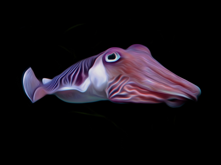 真不愧是“外星生物”！3个心脏的墨鱼，还有惊人的记忆能力