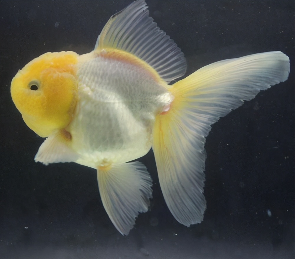 给宠物鱼起名字叫什么好,好听的宠物名字鱼