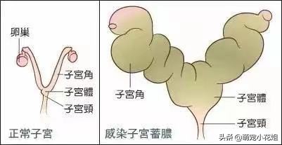 猫咪虐待猫的真相,猫咪虐待猫真相