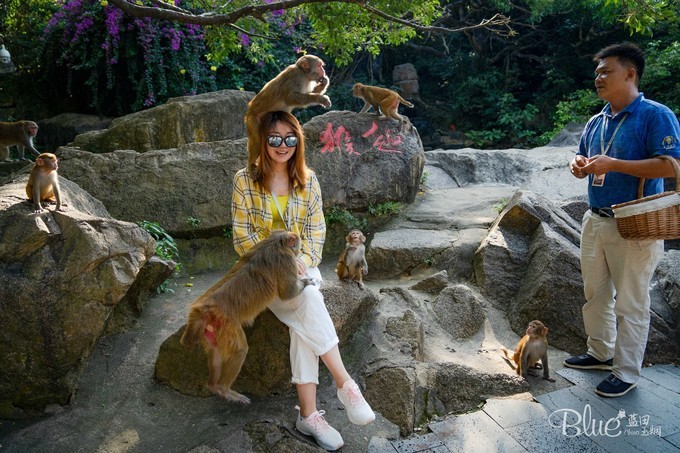 南湾岛猴王,海南南湾猴岛的猴王争夺战