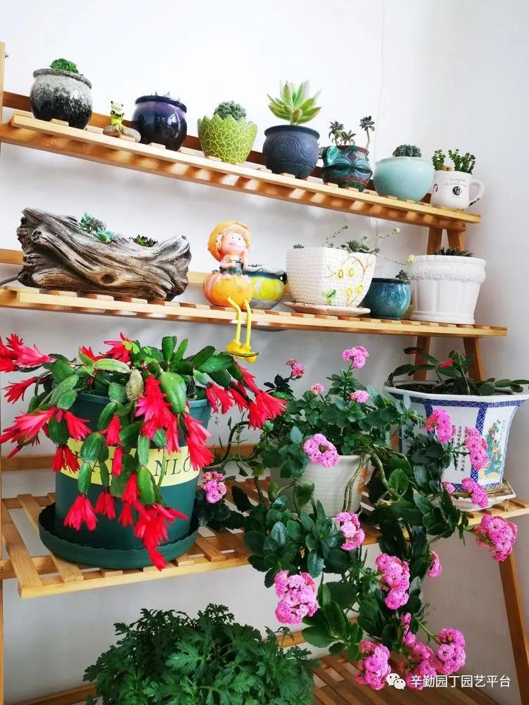 （2021）园丁奖阳台组《008号》星星的花园