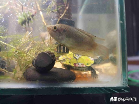 鱼缸里有少量水草小虾会不会被吃,鱼缸里的鱼是不是会攻击生病的鱼