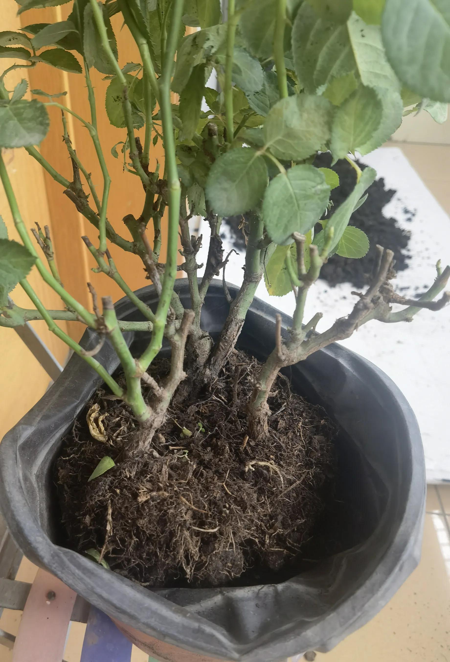 月季怎么买靠谱,月季开箱