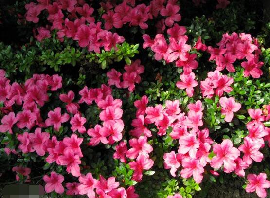 杜鹃花十大最美品种,杜鹃花十大品种排名及图片欣赏