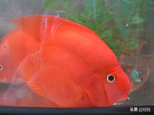 鹦鹉鱼变黑得黑斑病怎么办,鹦鹉鱼变黑了要用什么药