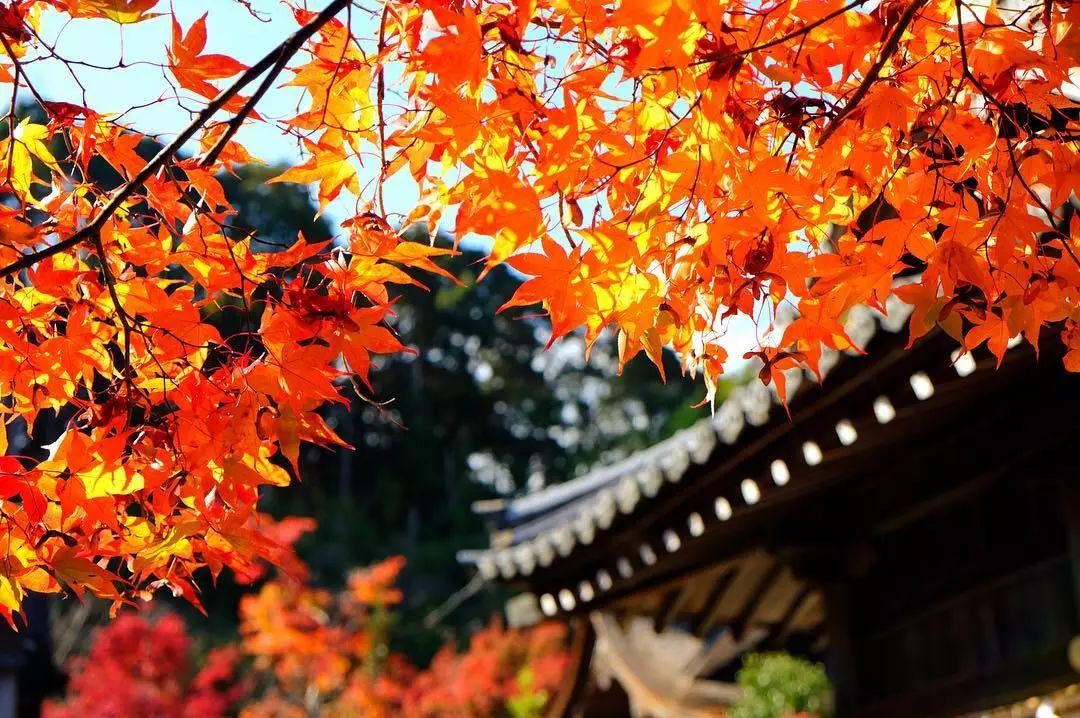 做个‘追枫少女’领略红叶之美！