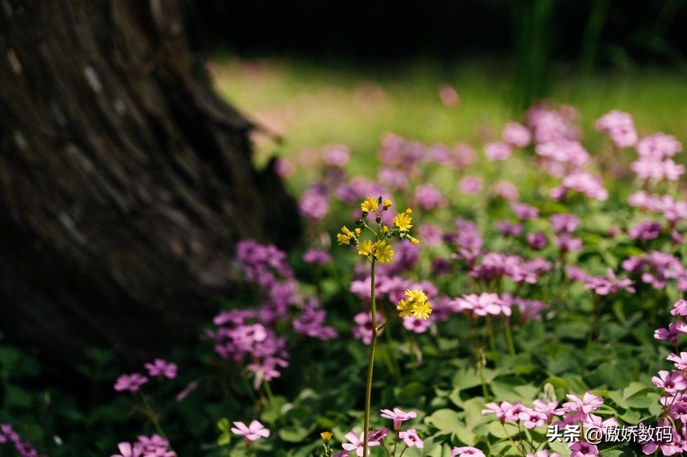 拙政园最让人欣赏的地方,拙政园十大特色
