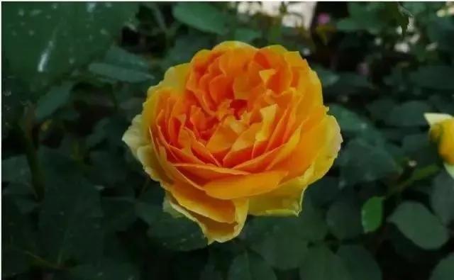 100种玫瑰图片大全,介绍100种不同品种的玫瑰视频