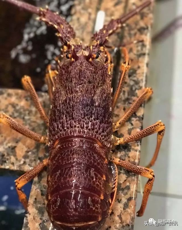 这些诱人的美食你吃过吗,世界上顶级海鲜大全你吃过几种