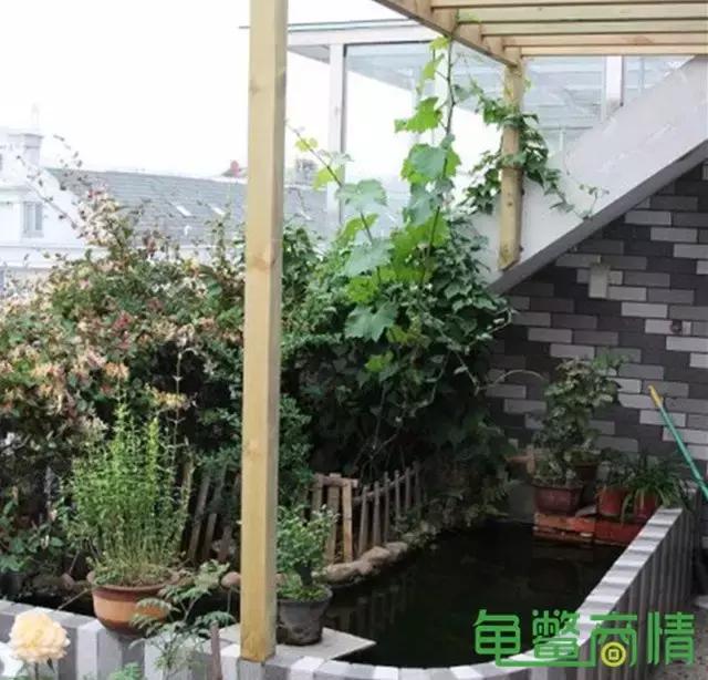 蛋龟繁殖龟池设计图,室内养草龟龟缸设计