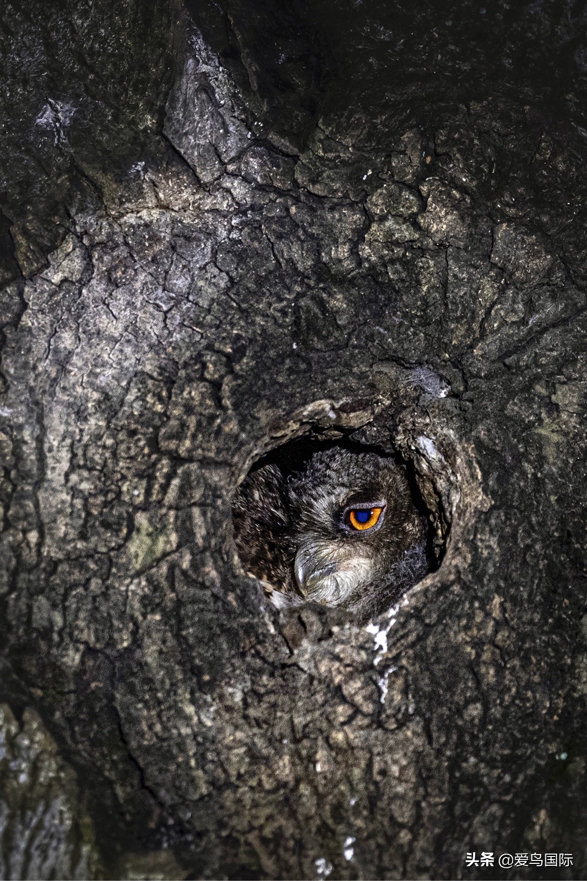 鸟类图片大全大图观赏,鸟类照片合集