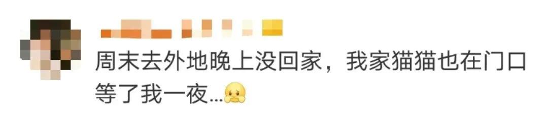 “因为一句话，我家猫在监控前守了一夜，彻夜未眠”