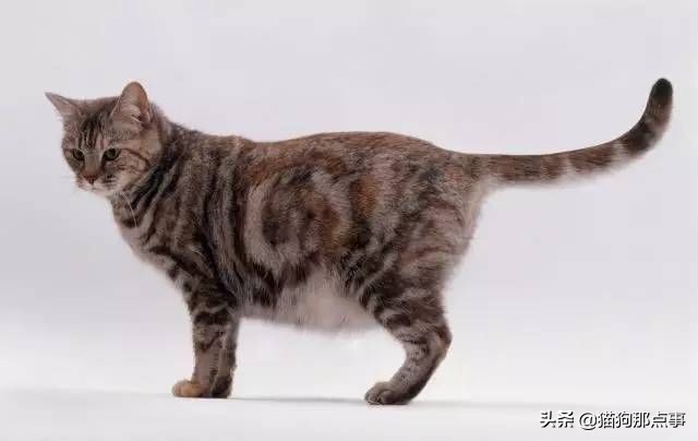 猫咪怀孕可以吃化毛球片吗,猫咪怀孕需要注意点什么