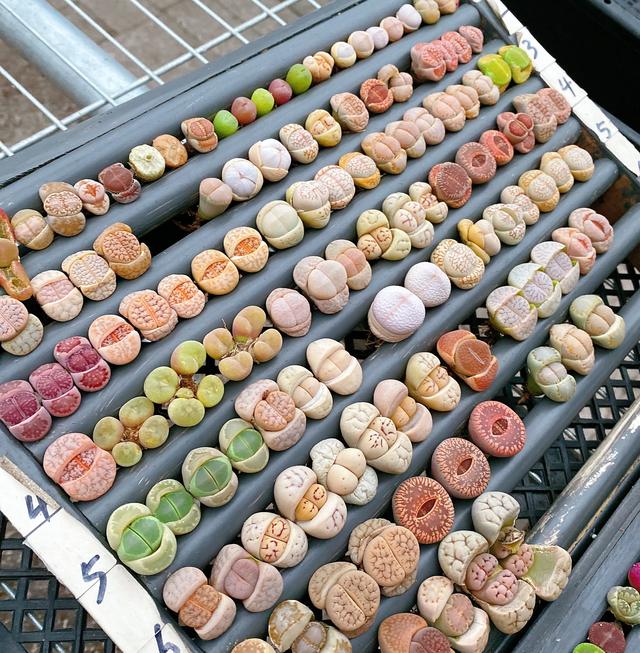 生石花起皱是怎么回事,生石花皱了怎么处理