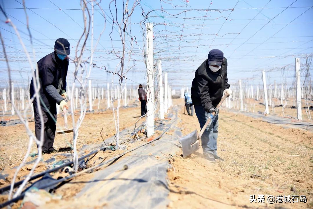 石岛即将开发的项目,石岛的项目