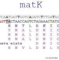 高通量测序和低通量测序的区别,高通量测序文库类型