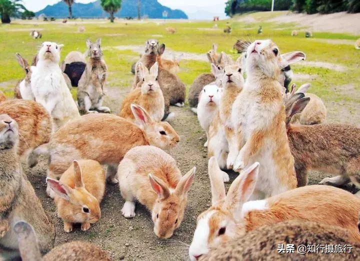 日本“神兽”不只有奈良鹿，日本网红动物主题旅行攻略