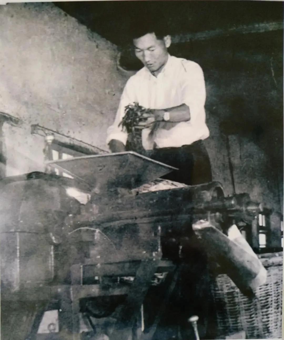 腾冲茶的历史你知道多少