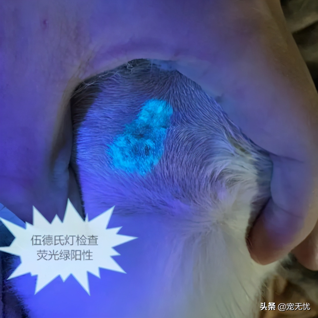 猫咪感染猫癣？不要急，这篇文章全部给你解决