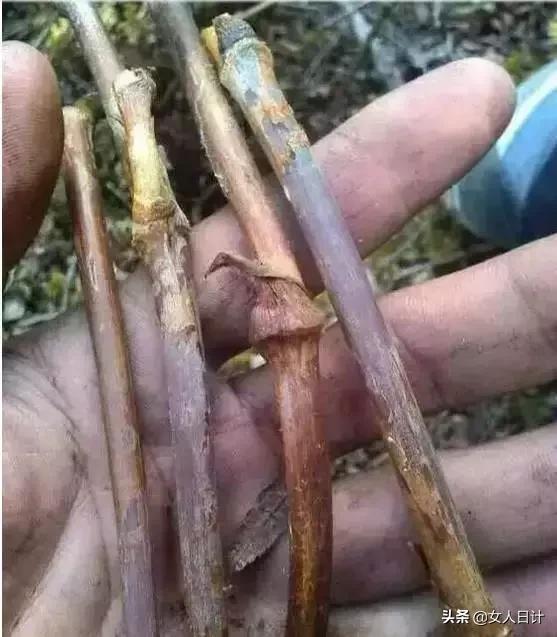 山上随便砍的藤条,竟然比金刚还牛逼!(附带制做方法)