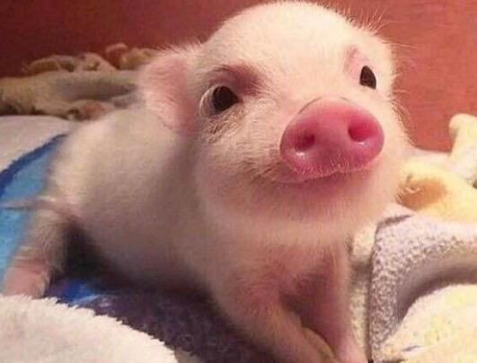 宋茜养猪奇葩视频,宋茜养猪达人完整视频