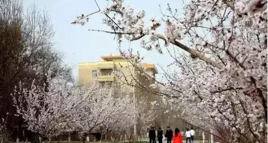 塔里木大学新疆的沙漠学府,塔里木大学周围的沙漠