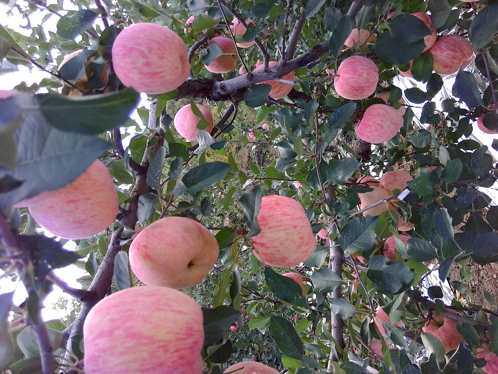 现在的苹果皮能吃吗,苹果究竟要不要吃皮