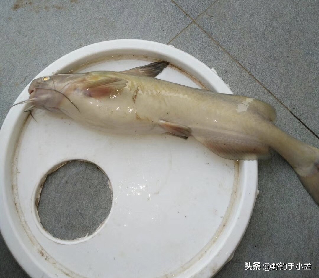 鮰鱼和鲶鱼钓法,野钓鮰鱼的方法