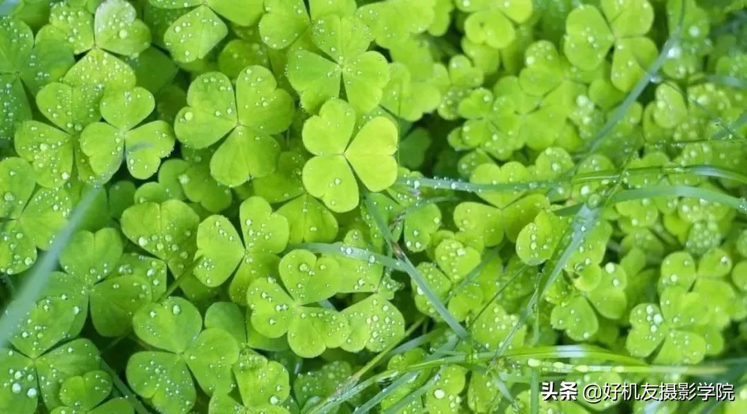 照片灰蒙蒙的怎么拍,照片灰蒙蒙的怎么变清新