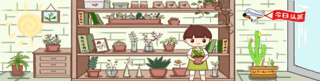 养花不用营养土,泡沫箱养花技巧什么花可以用水养