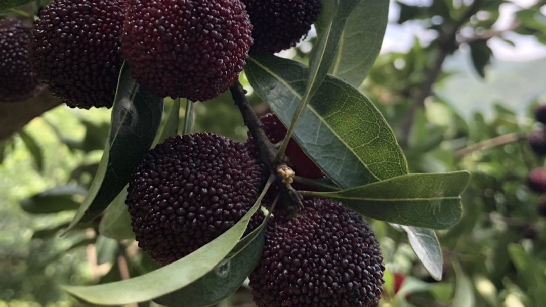 杨梅的清洗正确方法,杨梅正确清洗方法