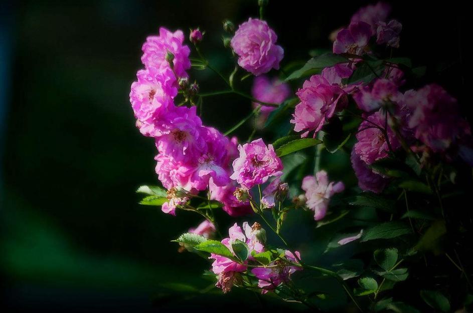 写蔷薇花的古诗词,关于蔷薇花的诗句古诗